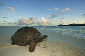 Aldabra giant tortoise on the beach - Seychelles tropics,Tropical,Aquatic,water,water body,exoskeleton,Carapace,shell,environment,ecosystem,Habitat,coast,Coastal,coast line,coastline,beaches,Beach,beach,Beach background,tortoise,reptile,Aldabra gian