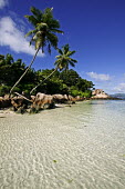 Coconut palm trees leaning over beach - La Digue, Seychelles beach,beaches