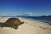 Aldabra giant tortoise on the beach - Seychelles beach,Beach background,exoskeleton,Carapace,shell,tropics,Tropical,Aquatic,water,water body,beaches,Beach,environment,ecosystem,Habitat,coast,Coastal,coast line,coastline,tortoise,reptile,Aldabra gian