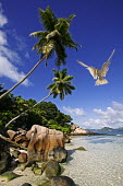 Coconut palms and beach scene with common white tern - Seychelles Common white tern,Gygis alba,Digital manipulation,Ciconiiformes,Herons Ibises Storks and Vultures,Laridae,Gulls, Terns,Aves,Birds,Charadriiformes,Shorebirds and Terns,Chordates,Chordata,fairy tern,ang