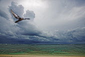 Storm clouds over ocean with a brown noddy Brown noddy,Anous stolidus,Digital manipulation,Ciconiiformes,Herons Ibises Storks and Vultures,Chordates,Chordata,Laridae,Gulls, Terns,Aves,Birds,Charadriiformes,Shorebirds and Terns,Common noddy,Nod