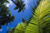 Palm leaf - Seychelles