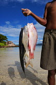 Fisherman with his catch of the day - Seychelles snapper,fish,red snapper,trevally,yellow fin red snapper,silver fish,catch,fisherman,fishing,beach,coast,coastal,food,livlihood