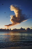 Storm clouds at sunset with sea birds over the ocean - Seychelles bird,birds