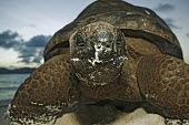 Aldabra giant tortoise on the beach - Seychelles shell,Aquatic,water,water body,environment,ecosystem,Habitat,beach,Beach background,Carapace,exoskeleton,beaches,Beach,coast,Coastal,coast line,coastline,tropics,Tropical,tortoise,reptile,Aldabra gian