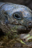 Close up of an Aldabra giant tortoise - Seychelles tortoise,reptile,Aldabra giant tortoise,Geochelone gigantea,Chordates,Chordata,Reptilia,Reptiles,Tortoises,Testudinidae,Turtles,Testudines,Tortue Géante,Tortue Géante D'Aldabra,Tortuga Gigante De Al