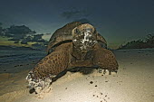 Aldabra giant tortoise on the beach - Seychelles tropics,Tropical,shell,beach,Beach background,Carapace,Aquatic,water,water body,beaches,Beach,coast,Coastal,coast line,coastline,environment,ecosystem,Habitat,exoskeleton,tortoise,reptile,Aldabra gian