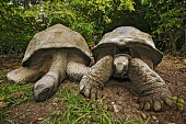 A pair of Aldabra giant tortoises - Seychelles tortoise,reptile,Aldabra giant tortoise,Geochelone gigantea,Chordates,Chordata,Reptilia,Reptiles,Tortoises,Testudinidae,Turtles,Testudines,Tortue Géante,Tortue Géante D'Aldabra,Tortuga Gigante De Al