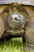 Aldabra giant tortoise eating grass - Seychelles food,feed,hungry,eat,hunger,Feeding,eating,Close up,tortoise,reptile,Aldabra giant tortoise,Geochelone gigantea,Chordates,Chordata,Reptilia,Reptiles,Tortoises,Testudinidae,Turtles,Testudines,Tortue G