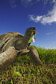 Aldabra giant tortoise eating mangrove - Seychelles tortoise,reptile,Aldabra giant tortoise,Geochelone gigantea,Chordates,Chordata,Reptilia,Reptiles,Tortoises,Testudinidae,Turtles,Testudines,Tortue Géante,Tortue Géante D'Aldabra,Tortuga Gigante De Al