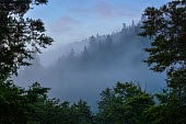A foggy view through an evergreen forest in North America forest,woodland,habitat,mist,fog,cloud,evergreen,pine