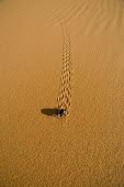 Desert beetle and tracks along sanddune, front view - Namib Desert, Namibia, Africa heat,Hot,dry,Arid,Semi-desert,crawl,Crawling,sand dunes,dunes,Sand dune,dune,arid,drought,waterless,no water,dried up,barren,baked,Dry,parched,moistureless,environment,ecosystem,Habitat,action,movemen