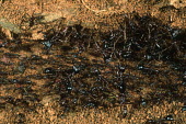 A predatory ant forming colonies of up to 20 million - Central African Republic Colonisation,Colony,Colonial,Close up,Macro,macrophotography,action,movement,move,Moving,in action,in motion,motion,Driver ants,Dorylus spp.
