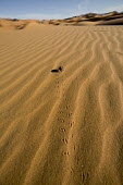 Desert beetle and tracks along sanddune, rear view - Namib Desert, Namibia, Africa Desert beetle,Tenebrionid spp.