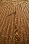 Desert beetle and tracks along sanddune, rear view - Namib Desert, Namibia, Africa dry,Arid,crawl,Crawling,Terrestrial,ground,sand dunes,dunes,Sand dune,dune,Sand,Semi-desert,Xeric,Desert,action,movement,move,Moving,in action,in motion,motion,arid,drought,waterless,no water,dried up