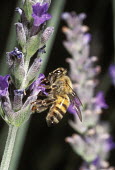 African honey bee foraging for pollen - Africa African honey bee,Apis mellifera adansonii