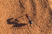Driver ants walking over sand, dorsal view - Africa Driver ants,Dorylus spp.