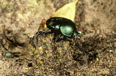 Dung beetle rolling a ball of dug with flies hovering around - Africa Dung beetle,Scarabaeus,Coleoptera,Beetles,Insects,Insecta,Arthropoda,Arthropods,Scarabaeidae,Scarab Beetles,Saprophytic,Asia,Africa,Terrestrial,Animalia