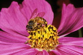 African honey bee foraging for pollen on a cosmos blossom - Africa African honey bee,Apis mellifera adansonii