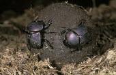 Dung beetle pair rolling a ball of dug - Africa Building,metallic,Close up,Faeces,waste,stool,poo,faecal matter,feces,manure,dung,faecal,stools,excrement,droppings,scat,colours,color,colors,Colour,action,movement,move,Moving,in action,in motion,mot