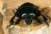 Stag beetle on rock, front view - South Africa Cape stag beetle,Colophon spp.,Lucanidae,Stag Beetles,Insects,Insecta,Arthropoda,Arthropods,Coleoptera,Beetles,Animalia,Critically Endangered,Africa,Colophon,Vulnerable,Mountains,Endangered,Near Threa