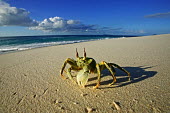 Horned ghost crab on the sand with a long shadow, side view - Seychelles Horned ghost crab,Ocypode ceratopthalmus