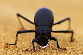 Namib desert beetle collecting dew - Namib Desert, Namibia Namib desert beetle,Stenocara gracilipes