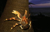 Coconut crab climbing a tree - Africa Coconut crab,Birgus latro,Arthropoda,Arthropods,Decapoda,Crayfish, Lobsters, Crabs,Robber crab,Crabe De Cocotier,Birgus,Animalia,Crustacea,Shore,Rock,Omnivorous,Indian,Coenobitidae,Pacific,Data Defici