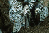 Butterflies gather at mineral deposits in the tropical Rainforest - Gabon, Africa Pieridae and Lycaenidae spp.
