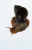 Bushveld land snail shot in a studio setting, dorsal view White background,shell,Macro,macrophotography,Close up,exoskeleton,Bushveld land snail,Achatina immaculata