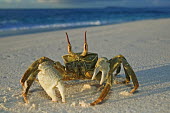 Horned ghost crab on the sand with a long shadow - Seychelles Martin Harvey Horned ghost crab,Ocypode ceratopthalmus