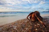 Hermit Crab on a rock - Seychelles Hermit Crab,Anomura spp,Arthropoda,Arthropods,Decapoda,Crayfish, Lobsters, Crabs,Common hermit crab,Crustacea,Animalia,Coastal,Omnivorous,Europe,Shore,Aquatic,Terrestrial,Pagurus,Common,Paguridae