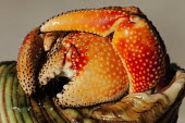 Hermit Crab close-up, claws - Seychelles Hermit Crab,Anomura spp,Arthropoda,Arthropods,Decapoda,Crayfish, Lobsters, Crabs,Common hermit crab,Crustacea,Animalia,Coastal,Omnivorous,Europe,Shore,Aquatic,Terrestrial,Pagurus,Common,Paguridae