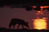 Black-backed jackal silhouetted against sunset - Namibia, Africa Black-backed jackal,Canis mesomelas,Carnivores,Carnivora,Mammalia,Mammals,Dog, Coyote, Wolf, Fox,Canidae,Chordates,Chordata,silver-backed jackal,Semi-desert,Forest,Terrestrial,Mountains,Canis,Animalia