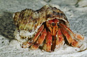 Hermit Crab at shoreline - Seychelles Hermit Crab,Anomura spp,Arthropoda,Arthropods,Decapoda,Crayfish, Lobsters, Crabs,Common hermit crab,Crustacea,Animalia,Coastal,Omnivorous,Europe,Shore,Aquatic,Terrestrial,Pagurus,Common,Paguridae