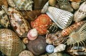 Selection of shells of marine snails, an illustration of biodiversity - African coasts Marine snail,Gastropoda
