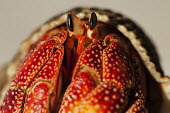Hermit Crab close-up, front view - Seychelles Hermit Crab,Anomura spp,Arthropoda,Arthropods,Decapoda,Crayfish, Lobsters, Crabs,Common hermit crab,Crustacea,Animalia,Coastal,Omnivorous,Europe,Shore,Aquatic,Terrestrial,Pagurus,Common,Paguridae