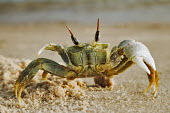 Horned ghost crab digging a burrow in the sand - Mozambique Horned ghost crab,Ocypode ceratopthalnus