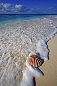Seashell on shoreline - Seychelles. Sea,seas,environment,ecosystem,Habitat,beaches,Beach,shoreline,Shore,sea shore,shoreland,sea side,reef,Coral reef,tropics,tropic,reefs,corals,tropical,coral structure,coral,coral reefs,saltwater,Marin