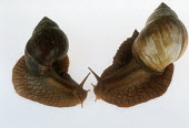 Pair of bushveld land snails shot in a studio setting, dorsal view exoskeleton,shell,Macro,macrophotography,Close up,White background,Bushveld land snail,Achatina immaculata