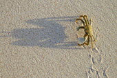 Horned ghost crab on the sand with tracks, dorsal view - Seychelles Horned ghost crab,Ocypode ceratopthalnus