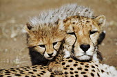 Portrait of cheetah mother and cub - Namibia, Africa Big cat,Cheetah,Acinonyx jubatus,Chordates,Chordata,Carnivores,Carnivora,Mammalia,Mammals,Felidae,Cats,Guépard,Chita,Guepardo,jubatus,Savannah,Appendix I,Africa,Acinonyx,Critically Endangered,Carnivo