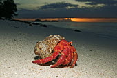 Hermit Crab on sand at sunset - Seychelles Hermit Crab,Anomura spp,Arthropoda,Arthropods,Decapoda,Crayfish, Lobsters, Crabs,Common hermit crab,Crustacea,Animalia,Coastal,Omnivorous,Europe,Shore,Aquatic,Terrestrial,Pagurus,Common,Paguridae