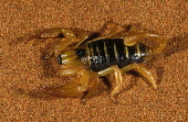 Sand burrowing scorpion on sand, dorsal view - Namib Desert, Namibia Sand burowing scorpion,Opistophthalmus spp