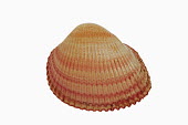 Hairy Cockle against a white background Hairy Cockle,Plagiocardium setosum