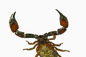 Scorpion head and thorax, view from underneath - South Africa Sand burowing scorpion,Opistophthalmus spp