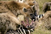 Spotted hyaena at zebra kill - Kenya, Africa Spotted hyaena,Crocuta crocuta,Chordates,Chordata,Hyaenidae,Hyenas, Aardwolves,Carnivores,Carnivora,Mammalia,Mammals,laughing hyena,laughing hyaena,spotted hyena,Savannah,crocuta,Carnivorous,Least Con