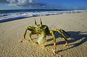 Horned ghost crab on the sand with a long shadow, side view - Seychelles Horned ghost crab,Ocypode ceratopthalmus