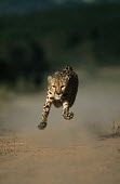 Cheetah sprinting fast towards camera - Africa Big cat,Cheetah,Acinonyx jubatus,Chordates,Chordata,Carnivores,Carnivora,Mammalia,Mammals,Felidae,Cats,Guépard,Chita,Guepardo,jubatus,Savannah,Appendix I,Africa,Acinonyx,Critically Endangered,Carnivo