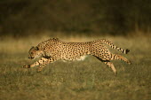 Cheetah hunting - Africa Big cat,Cheetah,Acinonyx jubatus,Chordates,Chordata,Carnivores,Carnivora,Mammalia,Mammals,Felidae,Cats,Guépard,Chita,Guepardo,jubatus,Savannah,Appendix I,Africa,Acinonyx,Critically Endangered,Carnivo